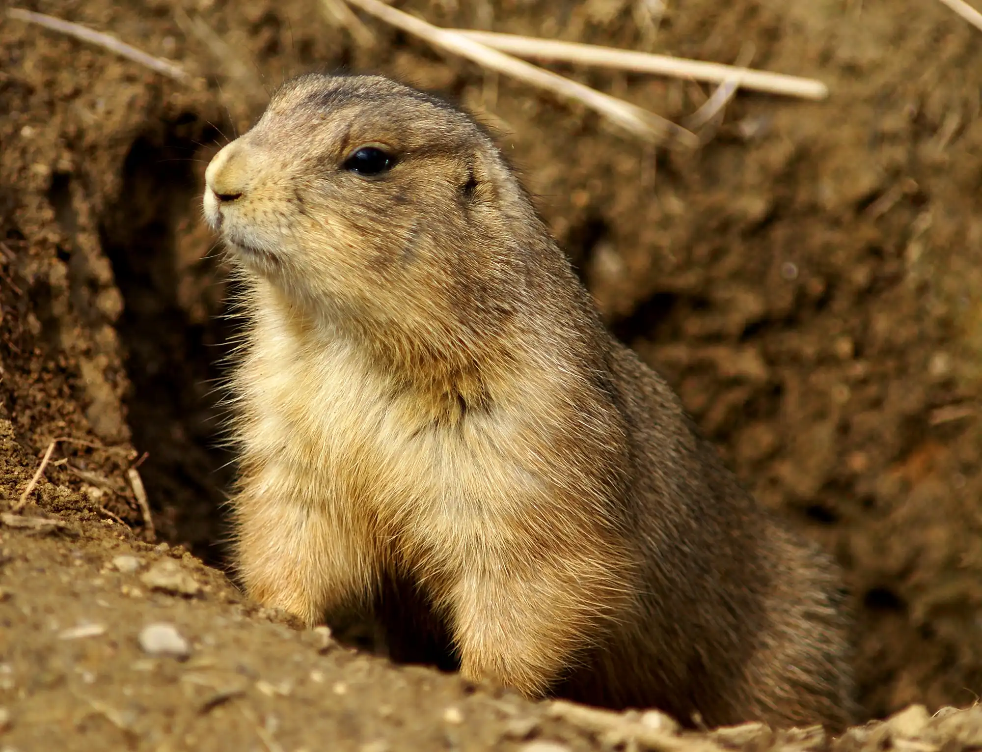 A gopher popping up from it's hole.